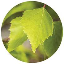 Birch leaf
