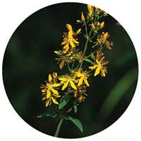 Common agrimony flowering tops