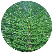 Horsetail stem (equisetum stem)