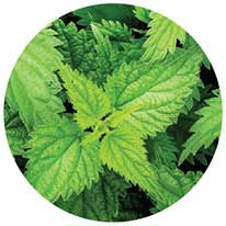 Nettle leaf