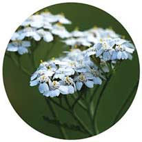 Yarrow flowering tops